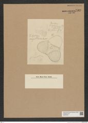 Diatomeae indet. Zeichnungen Sammlung Grunow Nr. 7560 (NHMW-BOT-W0376707)